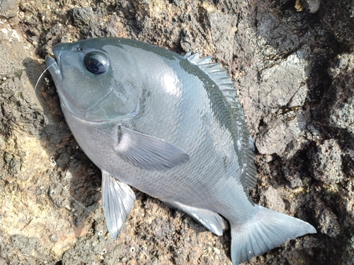 クチブトグレの釣果