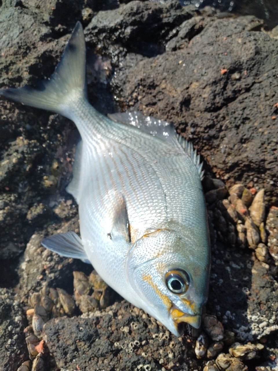 Y. HARUさんの釣果 2枚目の画像