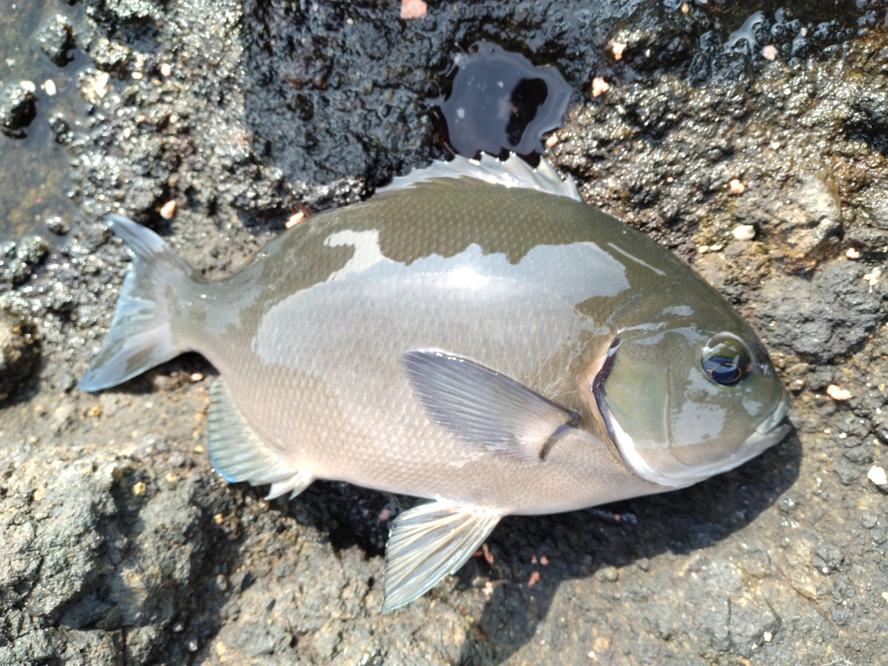 クチブトグレ