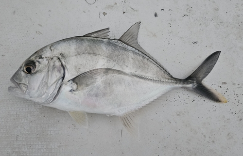 ロウニンアジの釣果