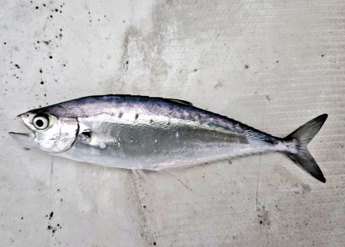 イケカツオの釣果