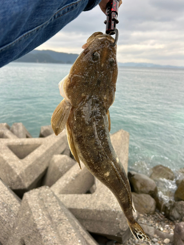 マゴチの釣果