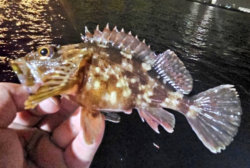 カサゴの釣果