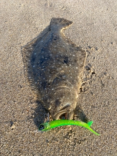 ヒラメの釣果