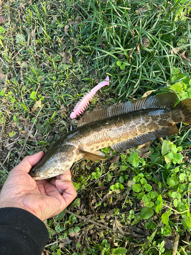 カムルチーの釣果