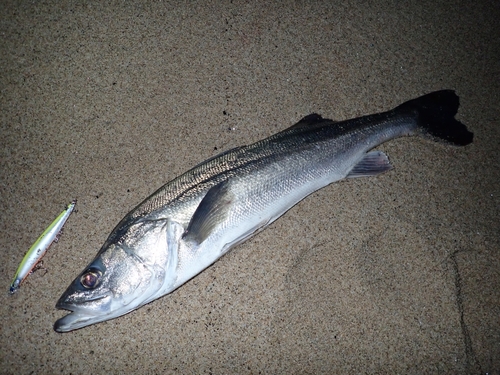 スズキの釣果