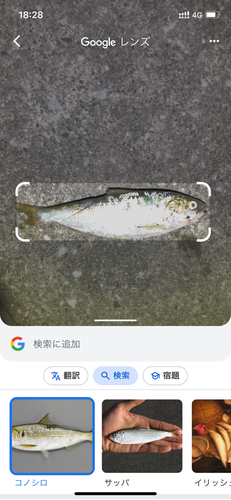 コノシロの釣果