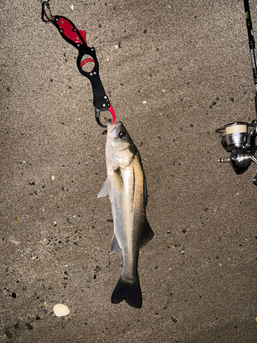 スズキの釣果