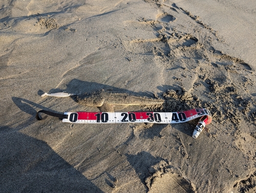 マゴチの釣果