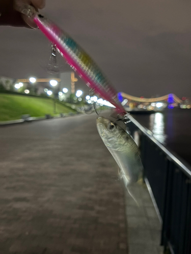 マイワシの釣果