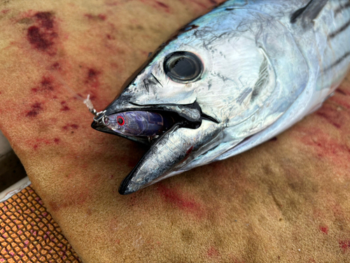 カツオの釣果