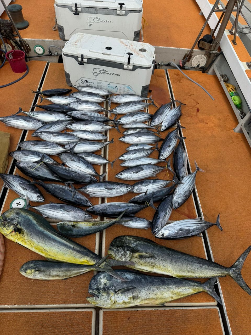 釣り暮らしさんの釣果 3枚目の画像