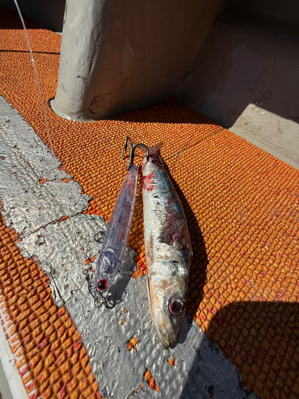 釣り暮らしさんの釣果 2枚目の画像