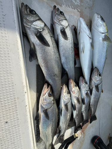 ヒラスズキの釣果