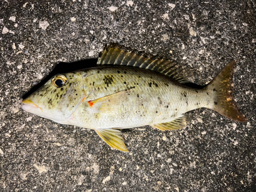 ムネアカクチビの釣果