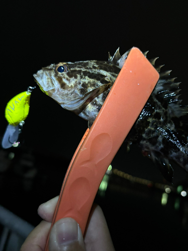 タケノコメバルの釣果