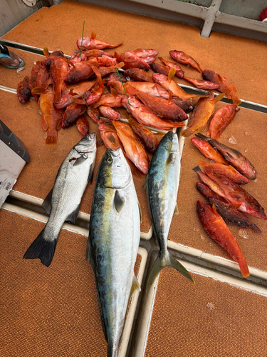 ヒラスズキの釣果