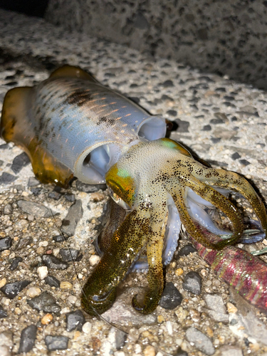 アオリイカの釣果