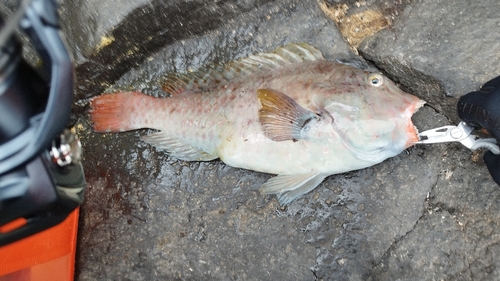 ブダイの釣果