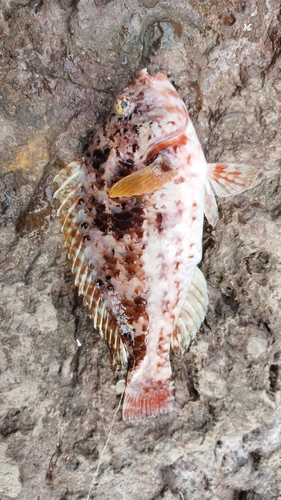 ブダイの釣果