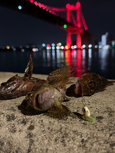 カサゴの釣果