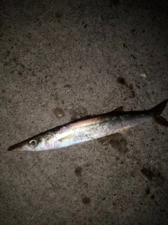 カマスの釣果