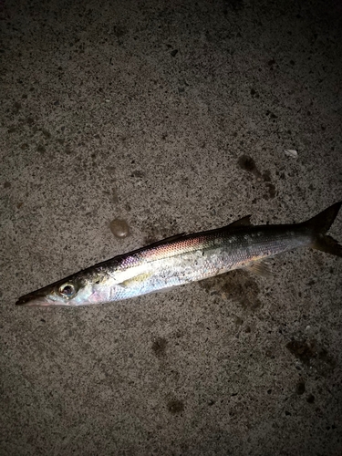 カマスの釣果