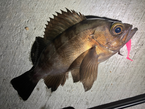 メバルの釣果