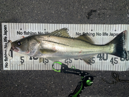 シーバスの釣果