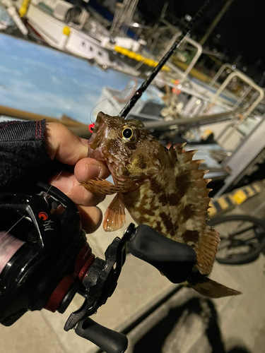 アラカブの釣果