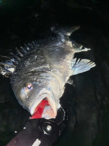 キビレの釣果