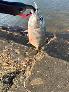 メッキの釣果