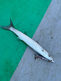 カマスの釣果