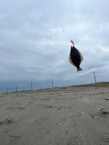 ソゲの釣果