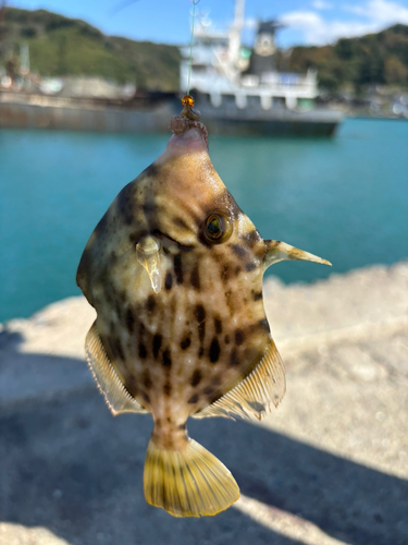 カワハギの釣果