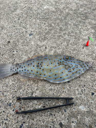 ソウシハギの釣果