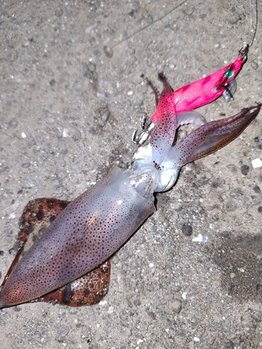 マメイカの釣果