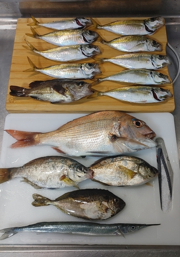 マダイの釣果