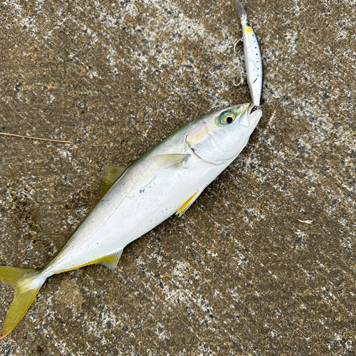 ツバスの釣果