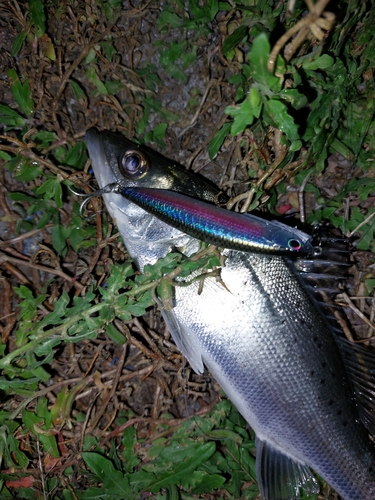 セイゴ（マルスズキ）の釣果