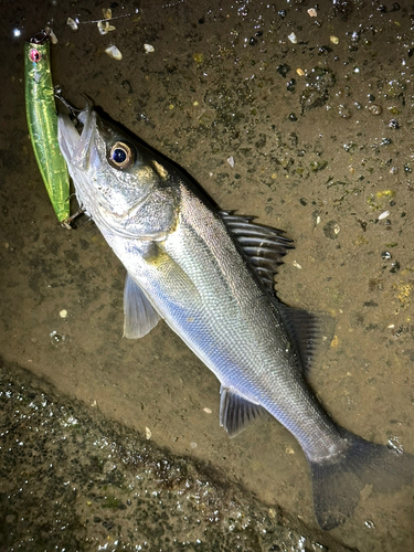 シーバスの釣果