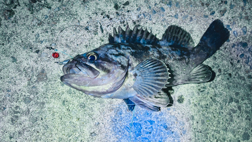 ムラソイの釣果