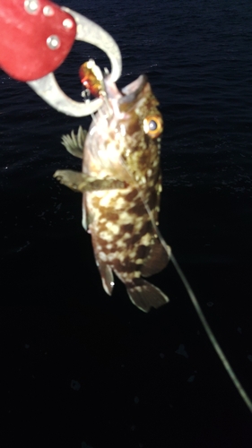 ガシラの釣果