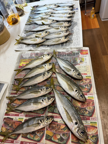 アジの釣果