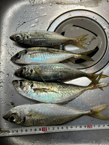 アジの釣果