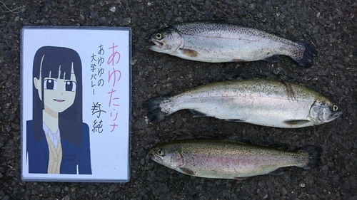 ニジマスの釣果