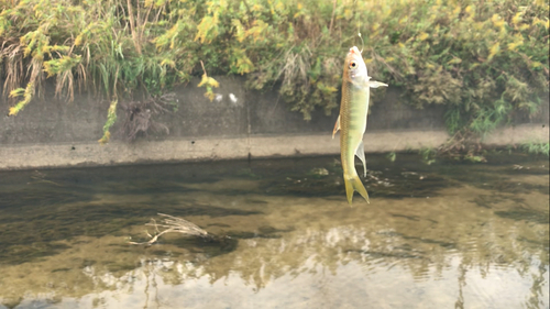 オイカワの釣果