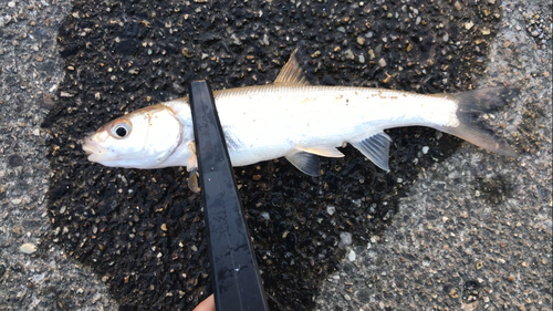 ウグイの釣果