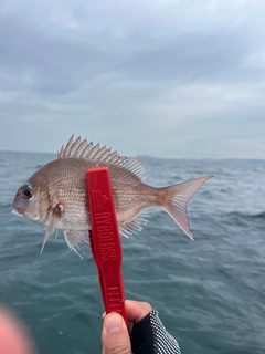 タイの釣果