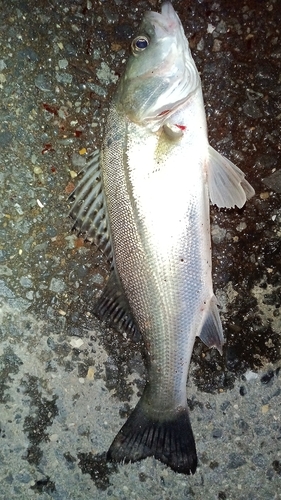 セイゴ（マルスズキ）の釣果